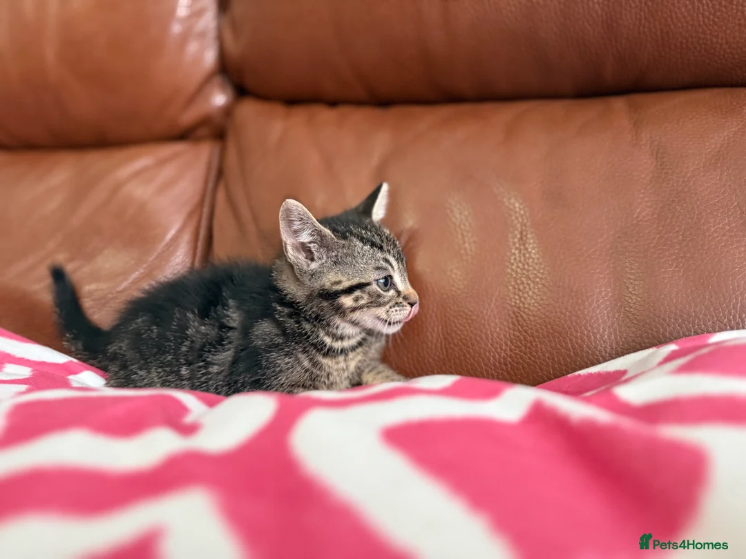 Mixed Breed cats for sale: Mixed Bengal and tabby cats  - Advert 25