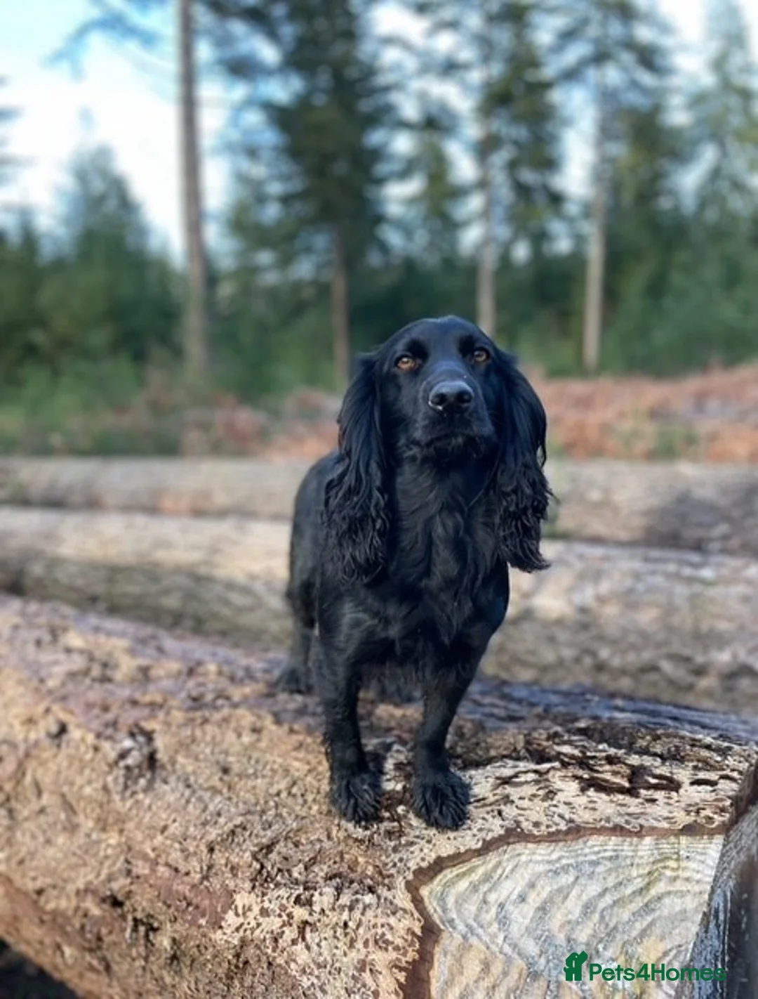 Cocker Spaniel dogs for sale: KC registered working cocker spaniel - Advert 7