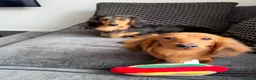 Miniature Dachshund dogs for sale: Flossie (3) and Poppy (11 months)  in Plymouth - Advert 1