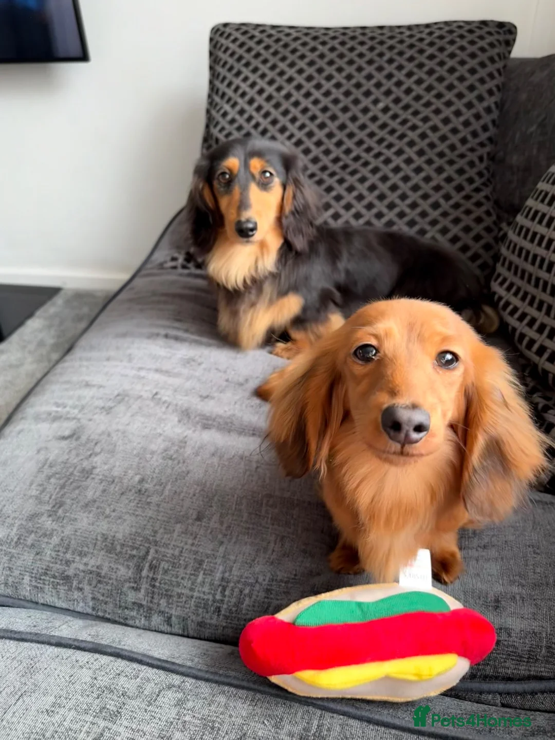 Miniature Dachshund dogs for sale: Flossie (3) and Poppy (11 months)  in Plymouth - Advert 1