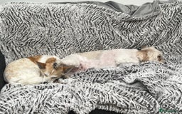 Mixed Breed dogs for adoption: 💖🐶 JULIET 🐶💖 - Image 23