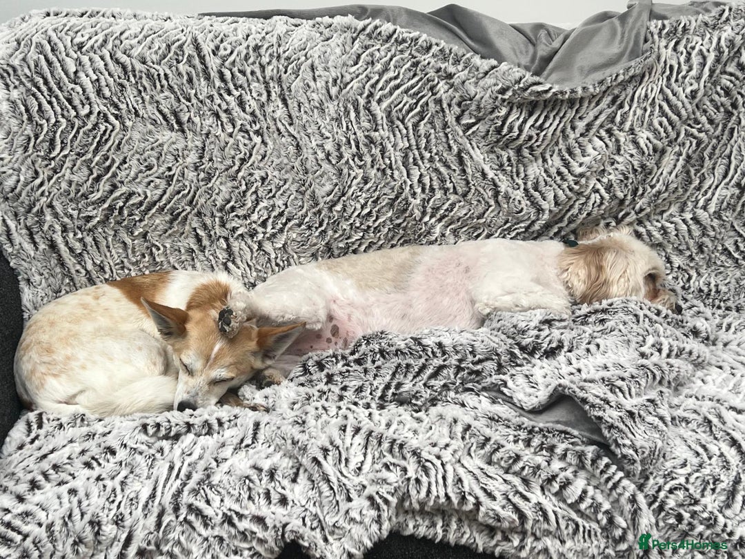 Mixed Breed dogs for adoption: 💖🐶 JULIET 🐶💖 - Image 23