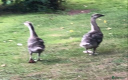 Geese poultry for sale: PAIR CHINESE GOSLINGS PURE BRED - Image 3