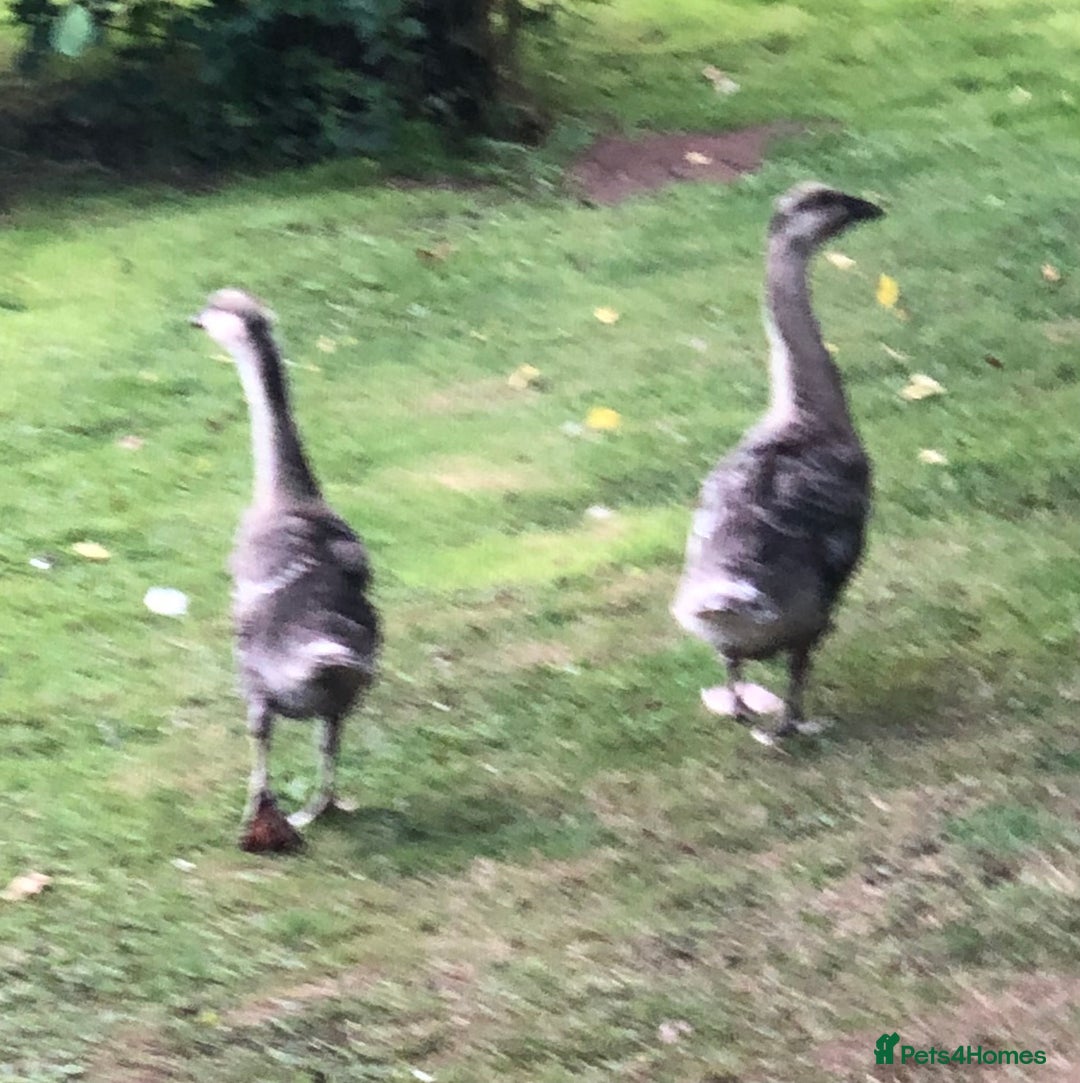 Geese poultry for sale: PAIR CHINESE GOSLINGS PURE BRED - Image 3