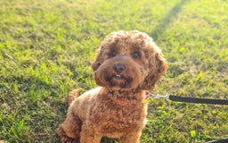 Cockapoo dogs for sale: Cockapoo Puppies  - Image 15
