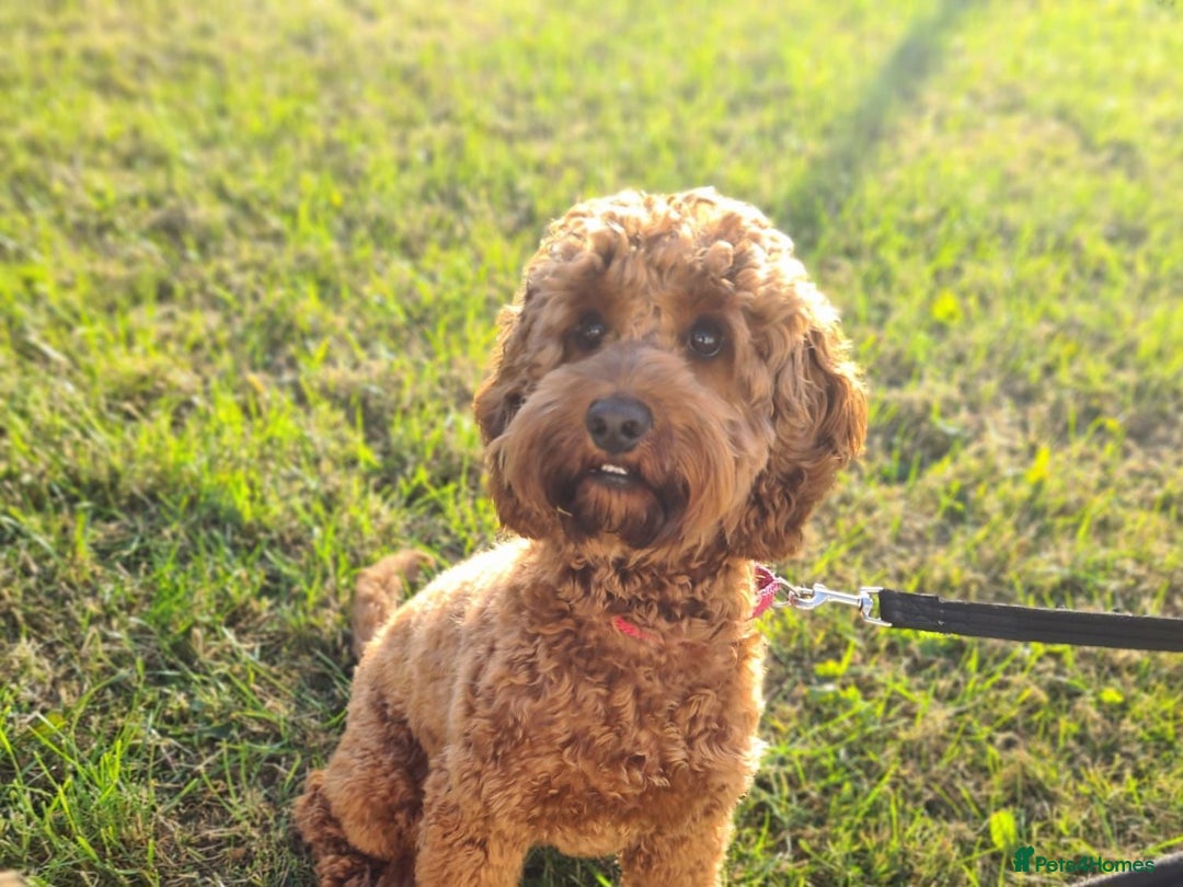 Cockapoo dogs for sale: Cockapoo Puppies  - Image 15