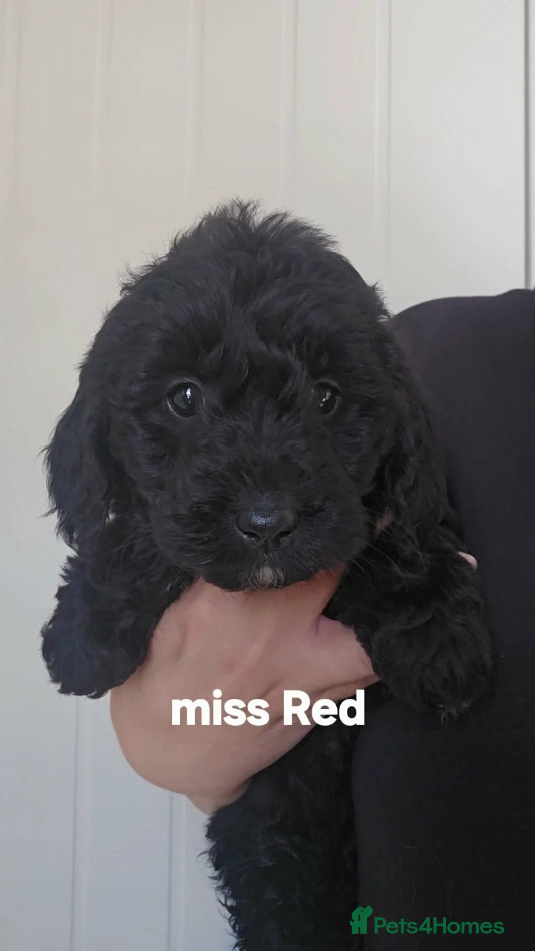 Mini Goldendoodle dogs for sale: 4 outstanding miniature goldendoodle  - Advert 11
