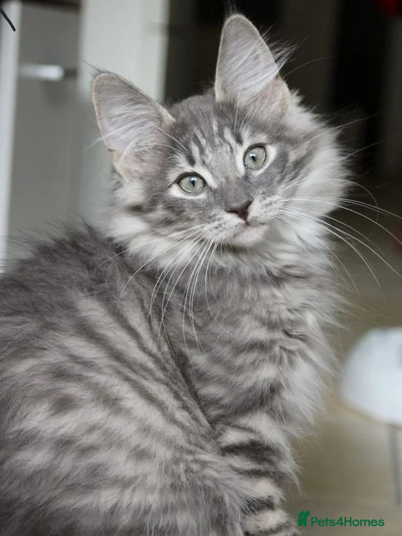 Bengal cats BROTHER & SISTER BENGAL NORWEGIAN FOREST CAT MIXED - Advert 3