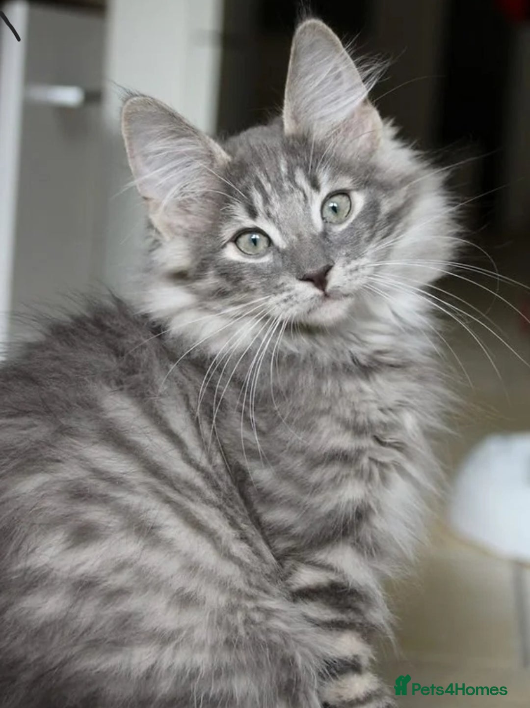 Bengal cats for sale: BROTHER & SISTER BENGAL NORWEGIAN FOREST CAT MIXED - Advert 1