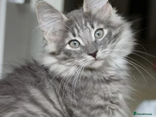 Bengal cats BROTHER & SISTER BENGAL NORWEGIAN FOREST CAT MIXED - Advert 1