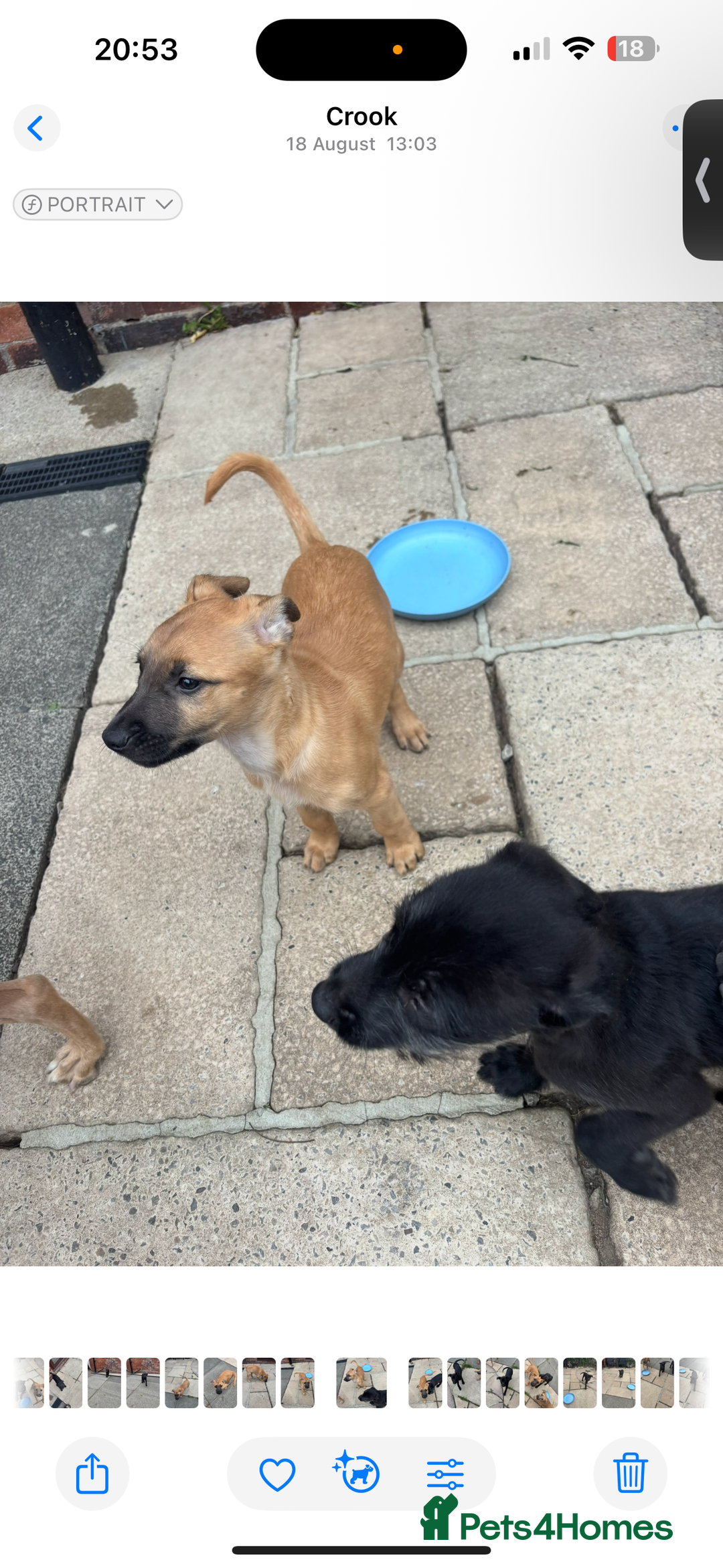 Lurcher dogs for sale: Last Dog! Male Lurcher Tan pup, last one to go!  - Image 3