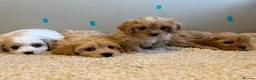 Cavachon dogs for sale: Cavapoochons  - Advert 3