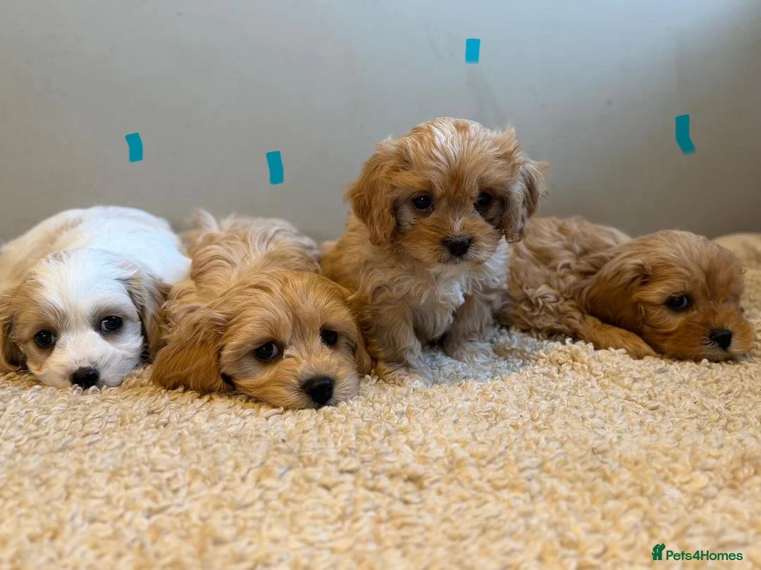 Cavachon dogs for sale: Cavapoochons  - Advert 3