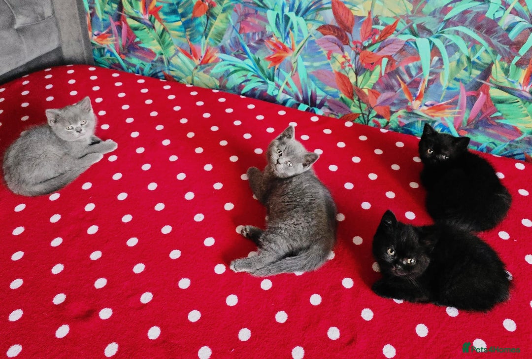British Shorthair cats for sale: READY TO LEAVE NOW! Black and grey pedigree BSH!! - Image 7