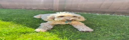 Cockapoo dogs for sale: 6 year old cockapoo  - Advert 3