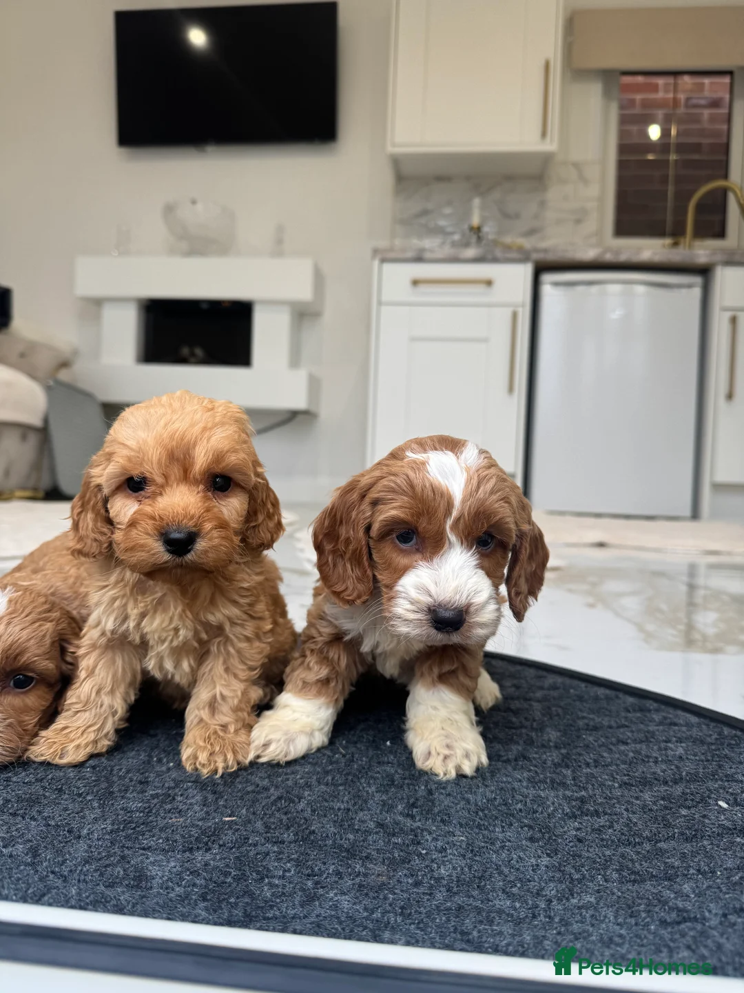 Cockapoo dogs for sale: F1 pra clear Cockapoos (council licensed breeder) - Advert 6