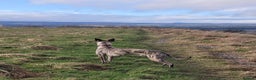 Whippet dogs for stud:  PROVEN kc reg whippet for stud in Consett - Advert 12
