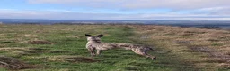 Whippet dogs for stud:  PROVEN kc reg whippet for stud in Consett - Advert 12