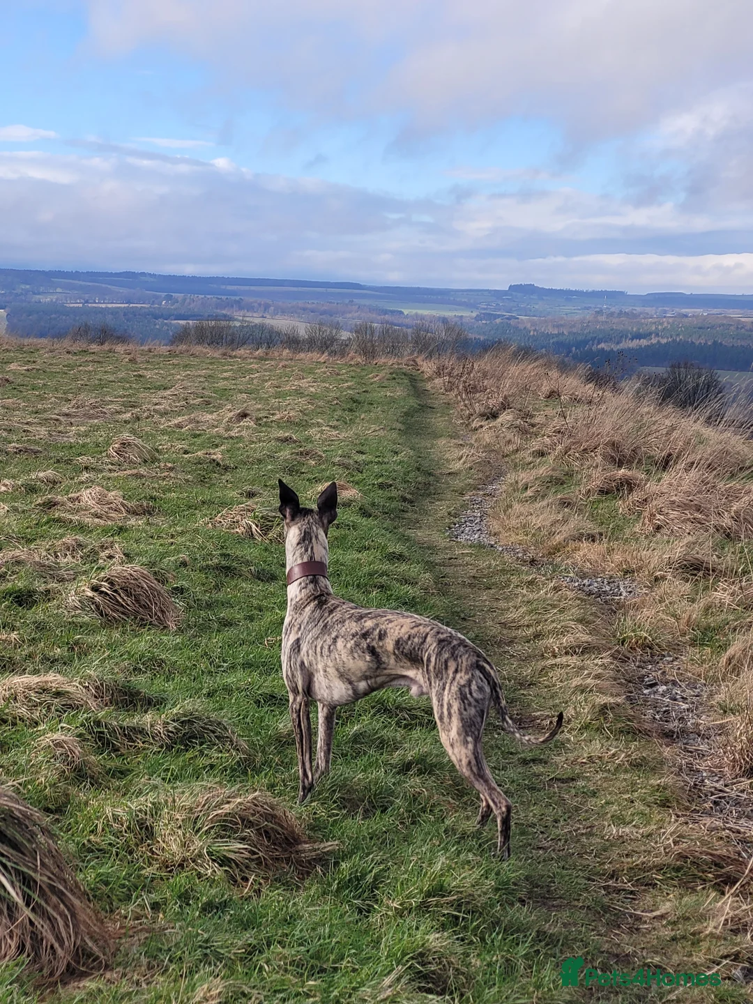 Whippet dogs for stud:  PROVEN kc reg whippet for stud in Consett - Advert 12