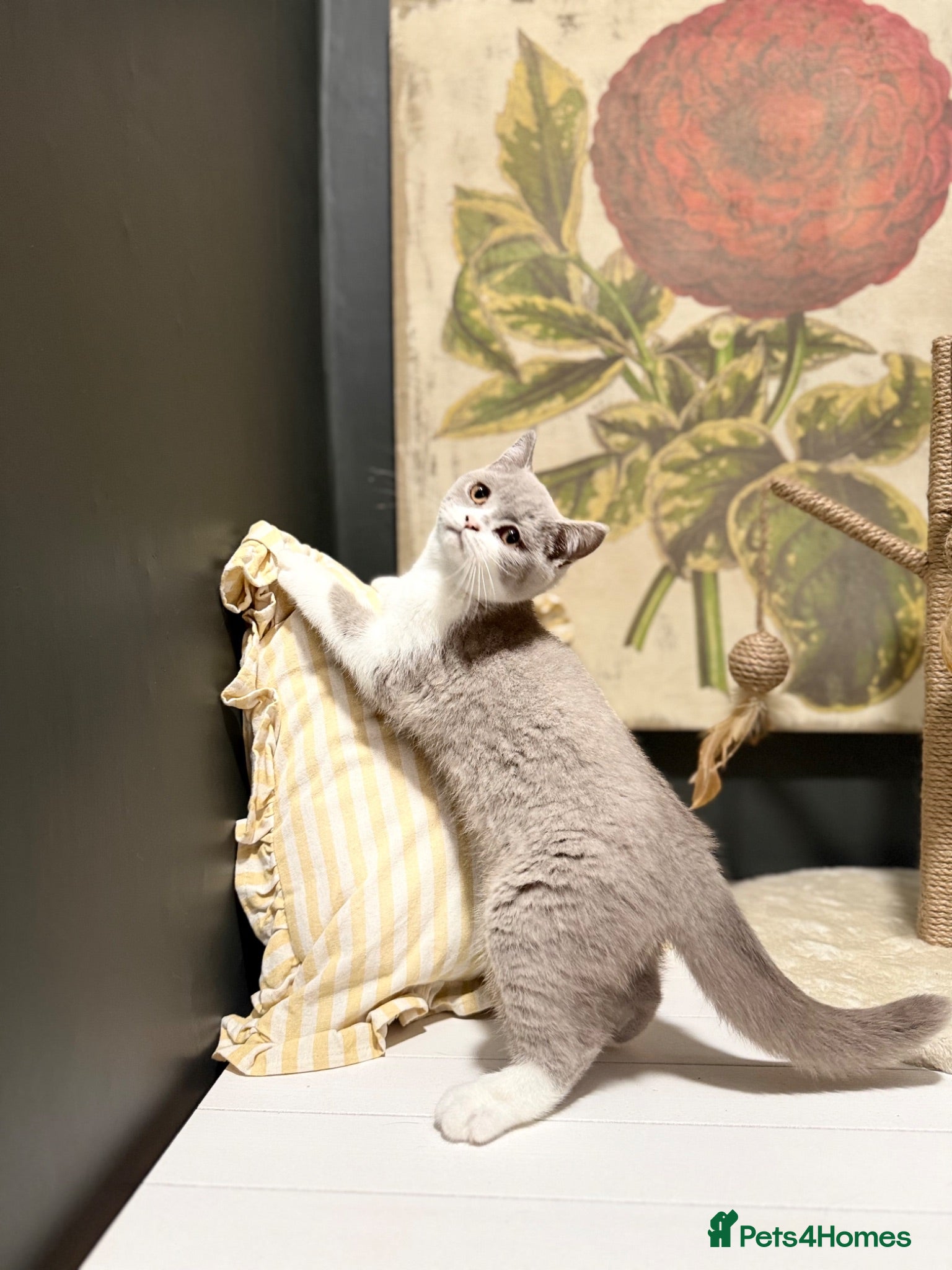 British Shorthair cats Stunning blue bi female and lilac bi male  - Advert 17