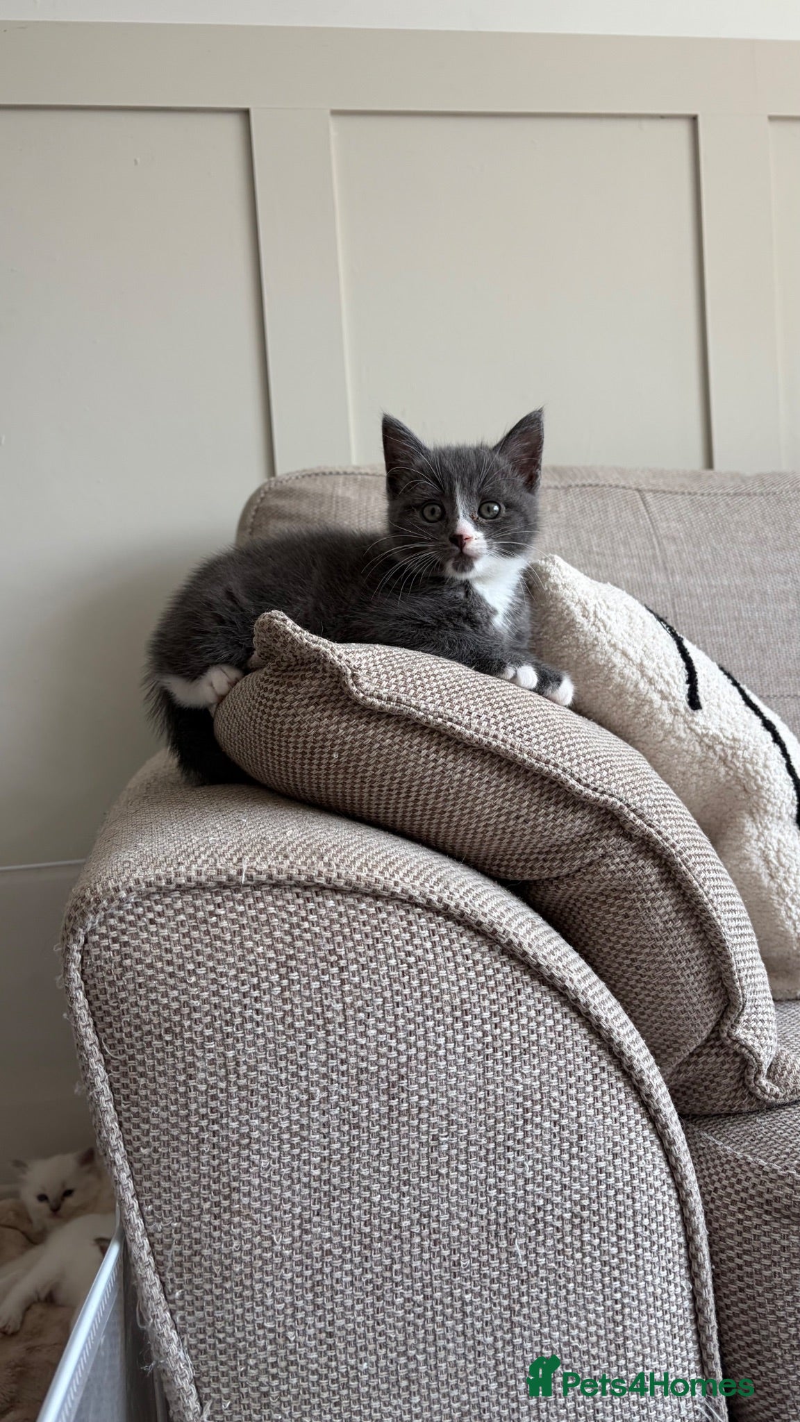 Mixed Breed cats 1 male grey kitten  - Advert 1