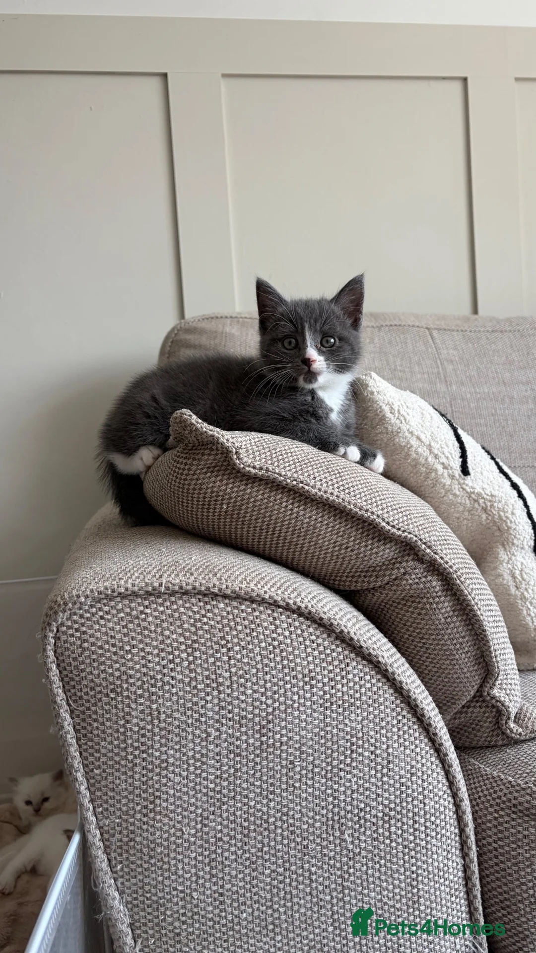 Mixed Breed cats for sale: 1 male grey kitten  - Advert 1