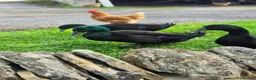 Ducks poultry for sale: Cayuga ducks in Durham - Advert 2
