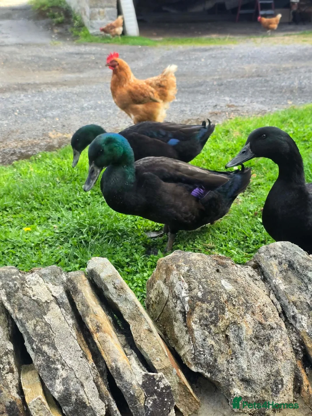 Ducks poultry for sale: Cayuga ducks in Durham - Advert 2