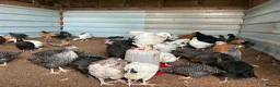 Chickens poultry for sale: Light Sussex, rhode rock . Barred rock pullets - Advert 1