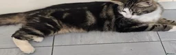 Mixed Breed cats for sale: Two boys needing a home  - Advert 4