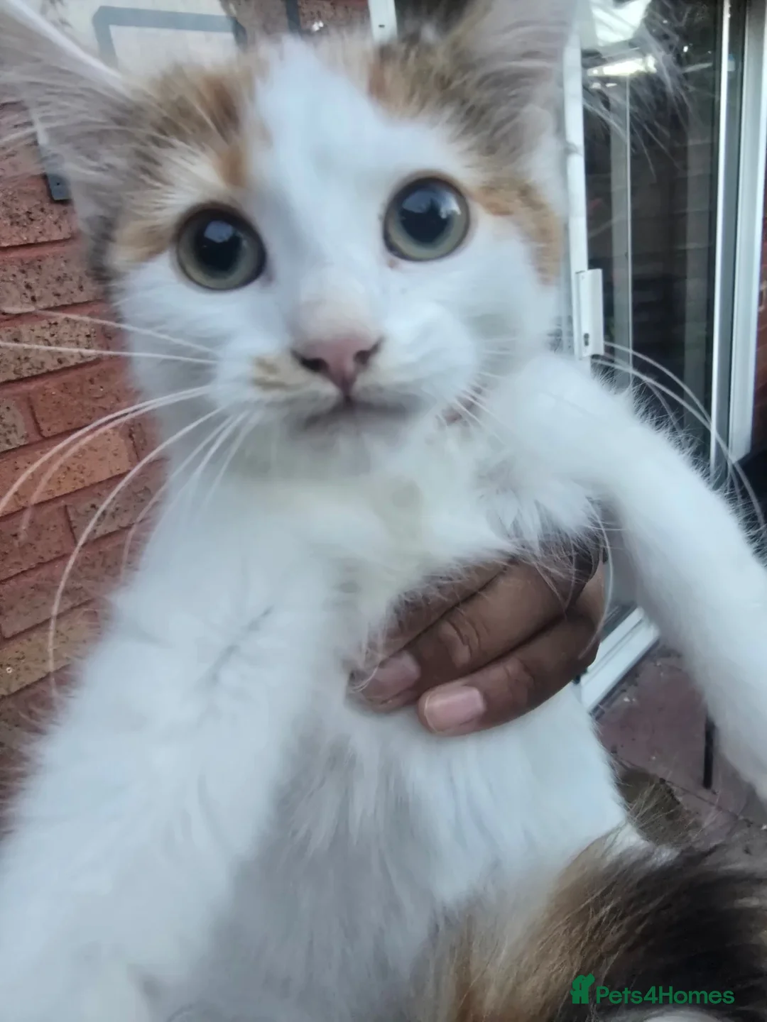 Siberian cats for sale: Beautiful Calico Siberian Girl Kitten - Advert 1