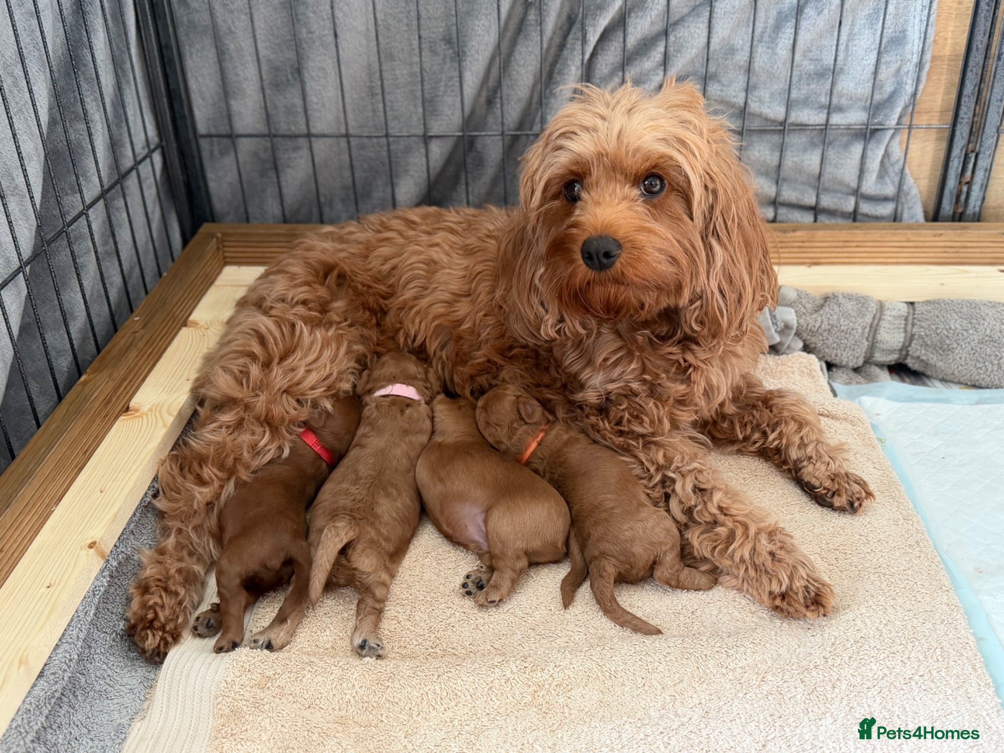 Cavapoo dogs 4 Beautiful F1B Cavapoo’s 🐶  - Advert 1