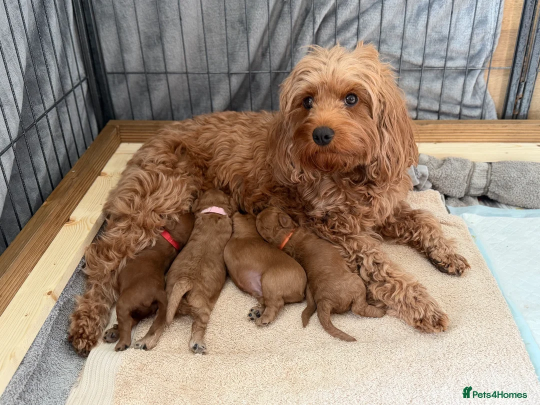 Cavapoo dogs for sale: 4 Beautiful F1B Cavapoo’s 🐶  - Advert 1