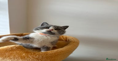 British Shorthair cats - Advert 5