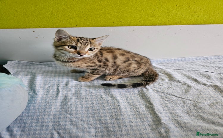 Bengal cats - Advert 11