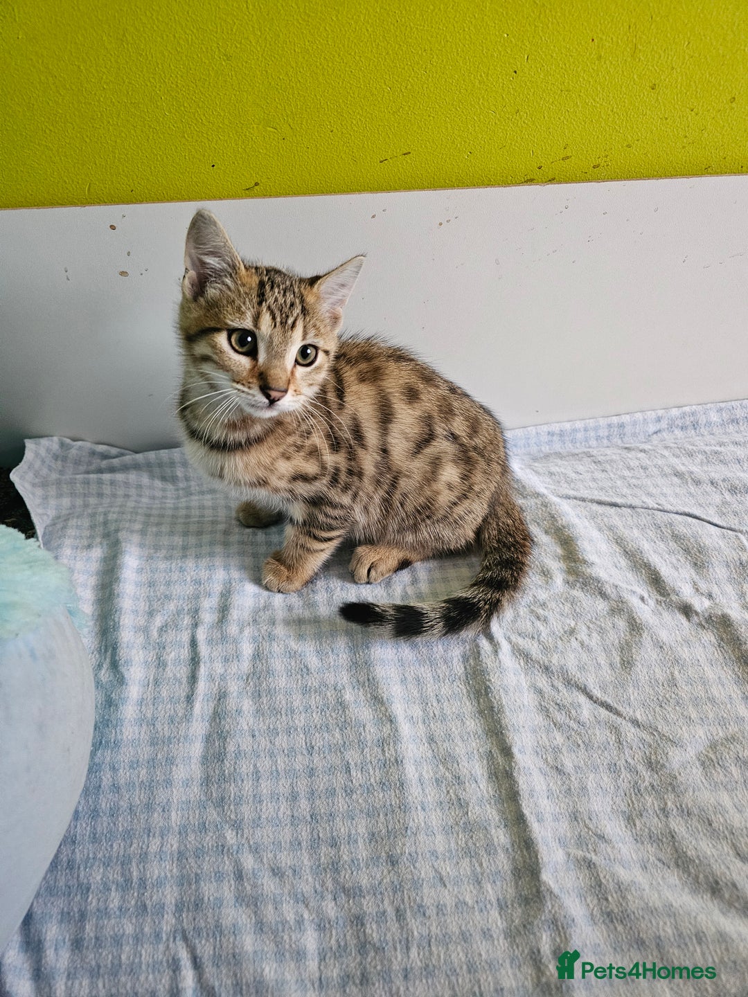 Bengal cats for sale: Bengal kittens  - Image 1