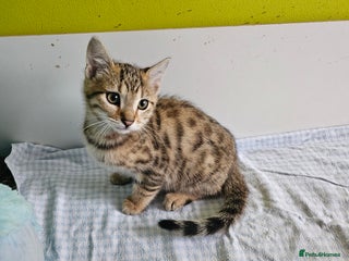 Bengal cats - Advert 2