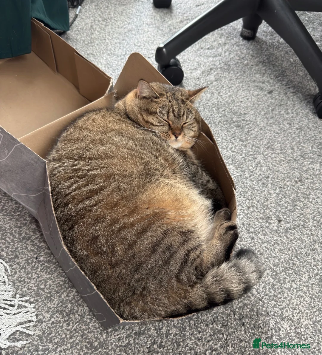 British Shorthair cats for sale: Luna - British Shorthair - Advert 2