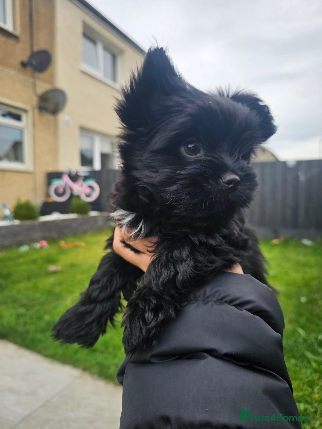Yorkshire Terrier dogs for sale: SmaltypeYorkshire terrier Chocolate/black IHR.e.V  - Image 4