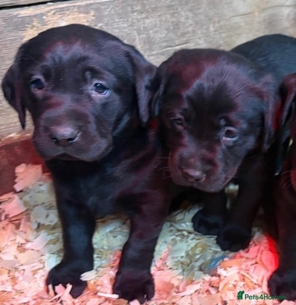 Labrador Retriever dogs KC Labradors puppies  - Advert 2