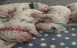 Dalmatian dogs for sale: 6 Beautiful Chunky Dalmatians born 27/5/25 in Stafford - Image 20