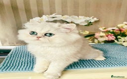 Persian cats for sale: Beautiful Chinchilla Persian Kittens*** - Image 4