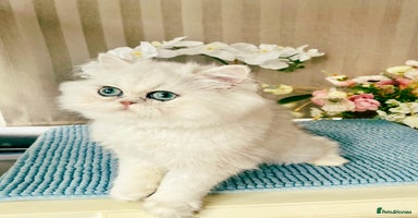 Persian cats - Advert 1