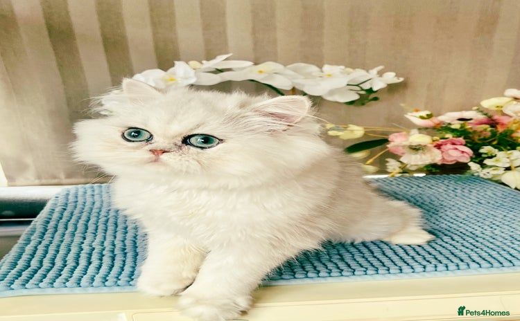 Persian cats - Advert 1