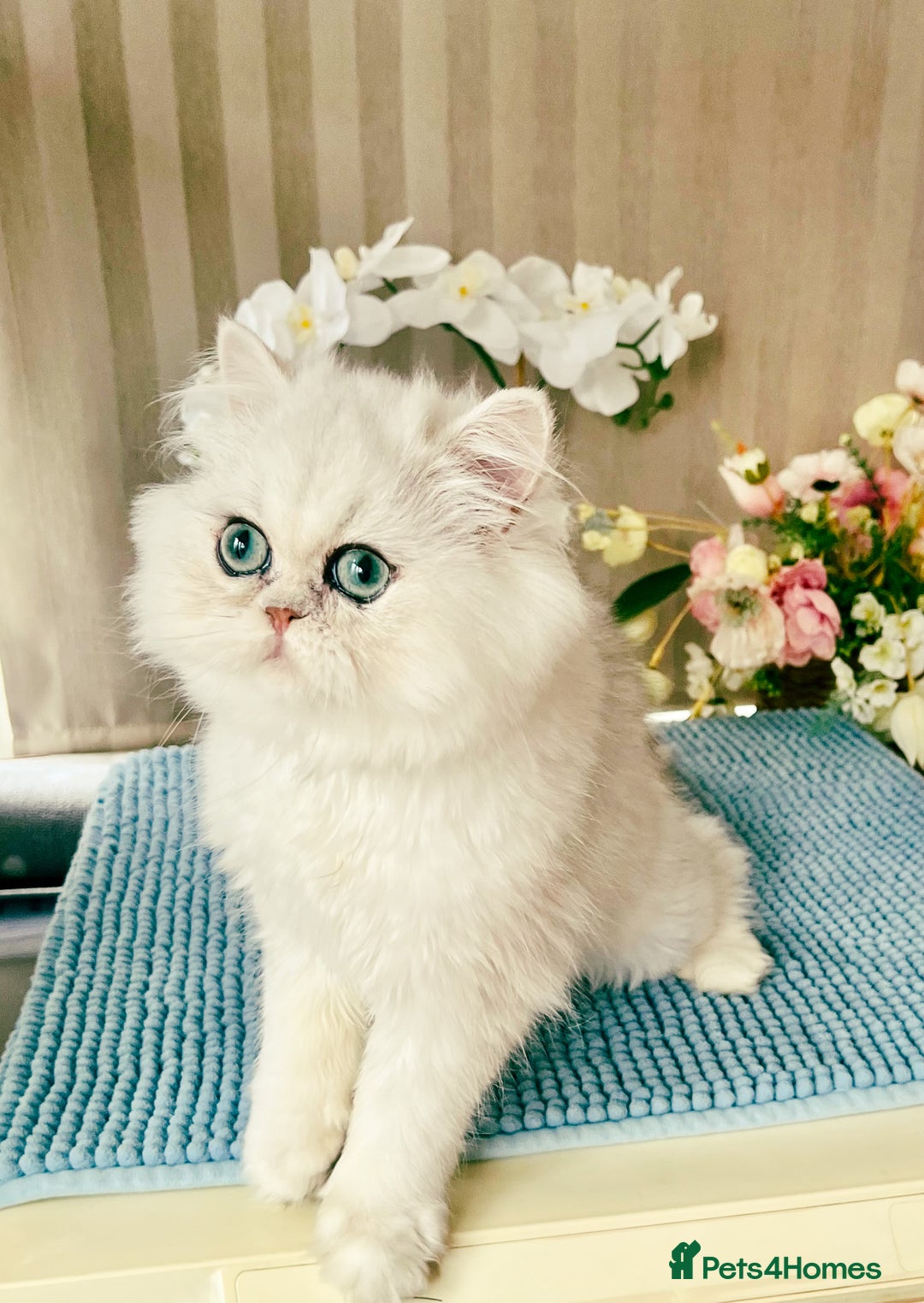 Persian cats for sale: Beautiful Chinchilla Persian Kittens*** - Image 4