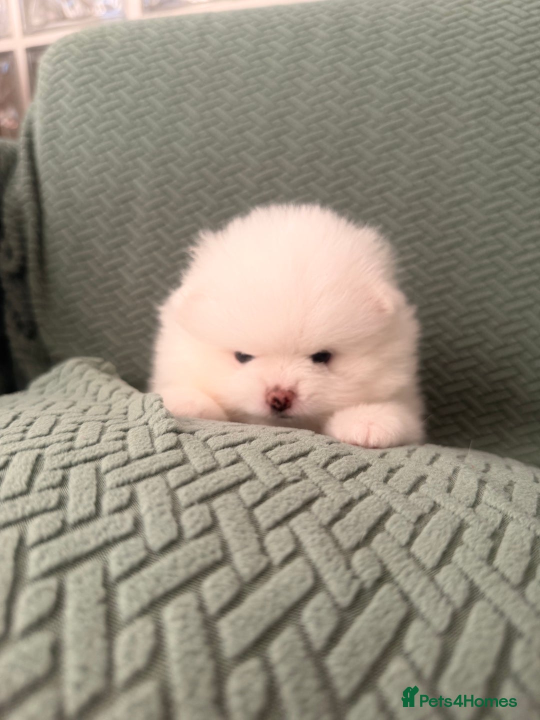 Pomeranian dogs for sale: Stunning Pomeranian Females KC reg. Russian lines - Advert 4