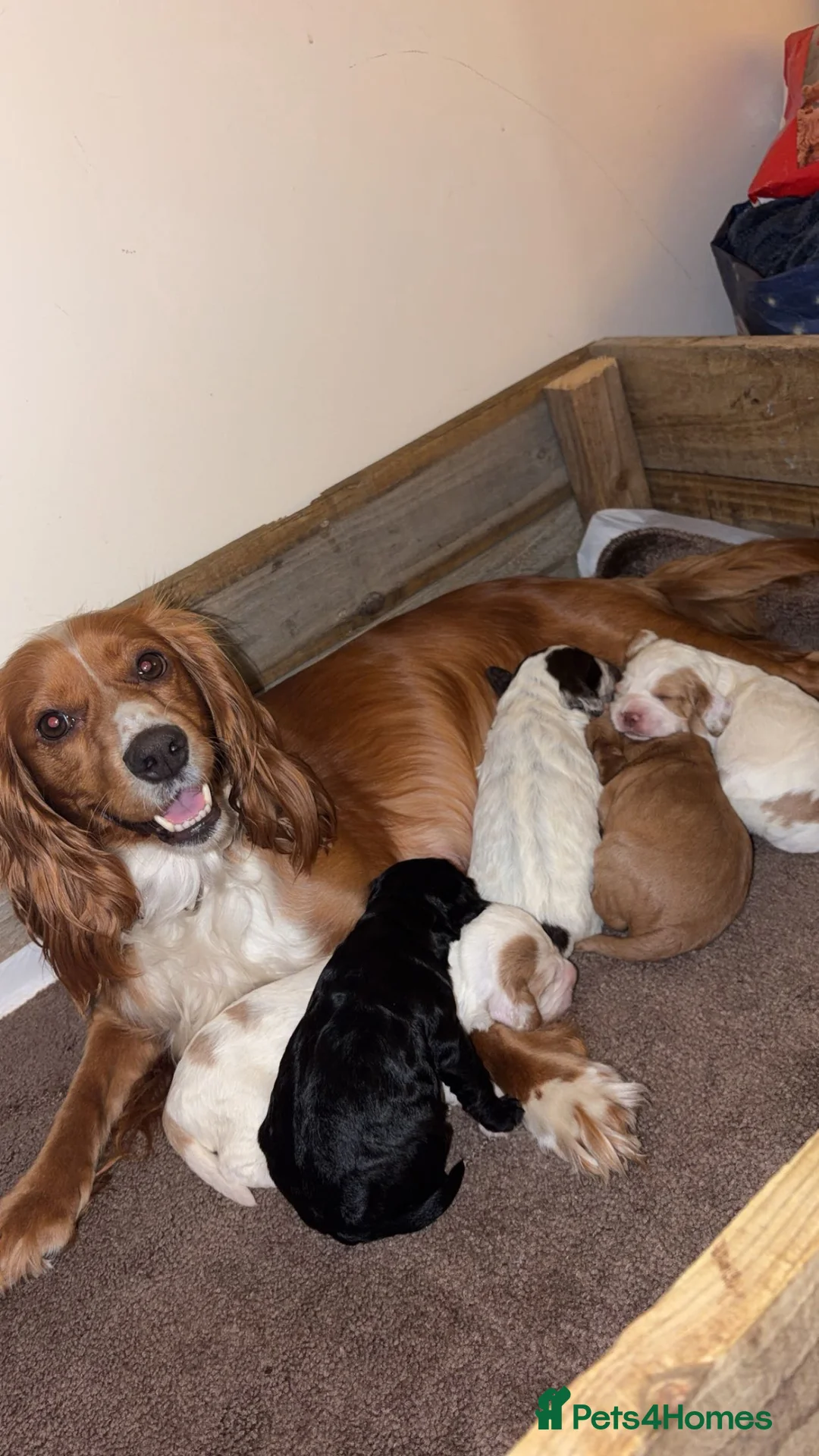 Cocker Spaniel dogs for sale: Working cocker spaniel puppies  in Stroud - Advert 2