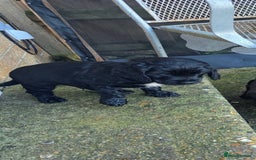 Sprocker dogs for sale: Sprocker  - Image 20