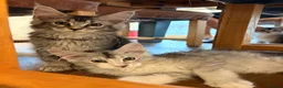 Maine Coon cats for sale: Sweet Maine coons TICA Register  - Advert 6