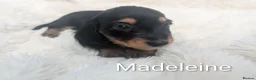 Miniature Dachshund dogs for sale: READY THIS WEEKEND 🏆Russian Champion lines  - Advert 31